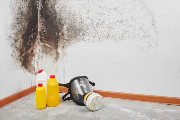 Best Mold Removal Company Near Me  in Zuni Pueblo, NM