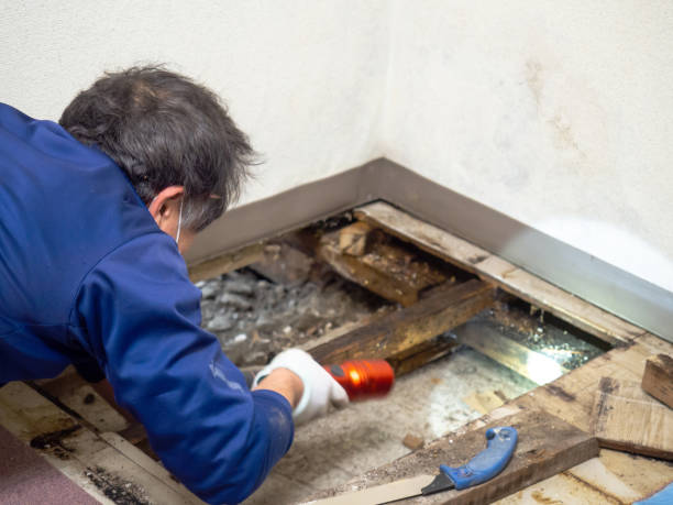 Best Crawl Space Mold Removal  in Zuni Pueblo, NM