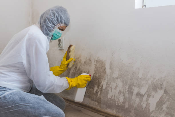 Best Certified Mold Removal  in Zuni Pueblo, NM