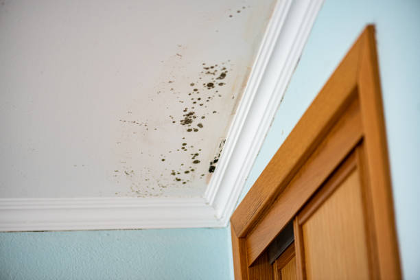 Best Attic Mold Removal  in Zuni Pueblo, NM