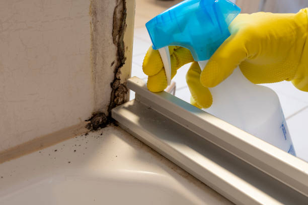 Best Crawl Space Mold Removal  in Zuni Pueblo, NM
