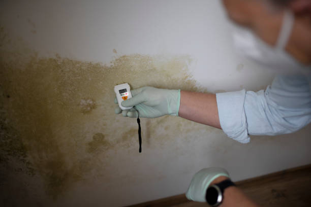 Best Residential Mold Removal  in Zuni Pueblo, NM