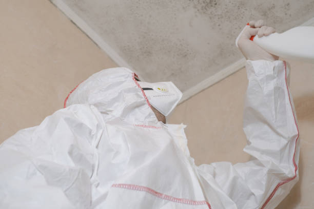 Best Residential Mold Removal  in Zuni Pueblo, NM
