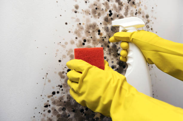 Best Same-Day Mold Removal  in Zuni Pueblo, NM