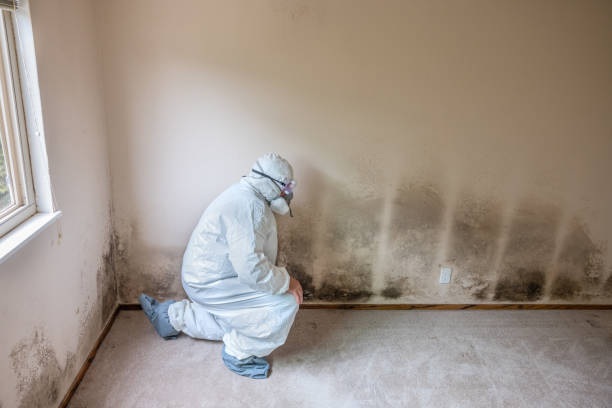 Best Commercial Mold Removal  in Zuni Pueblo, NM