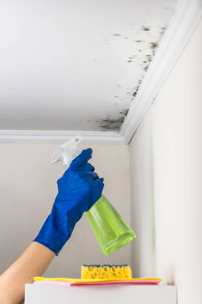 Best Toxic Mold Removal  in Zuni Pueblo, NM